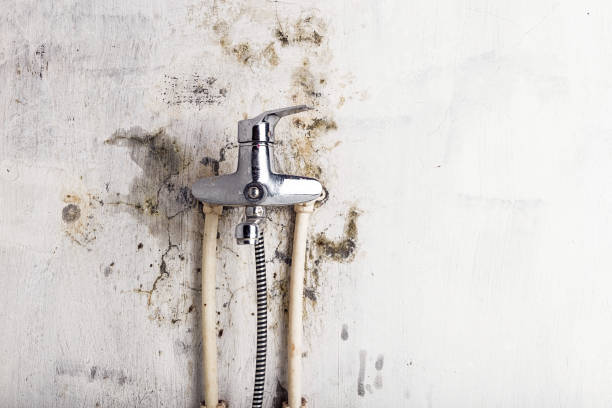 Best Black Mold Removal  in Rockville, CT