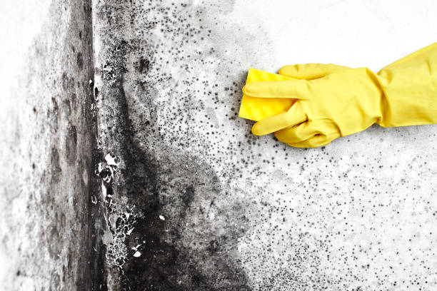 Best Affordable Mold Removal  in Rockville, CT