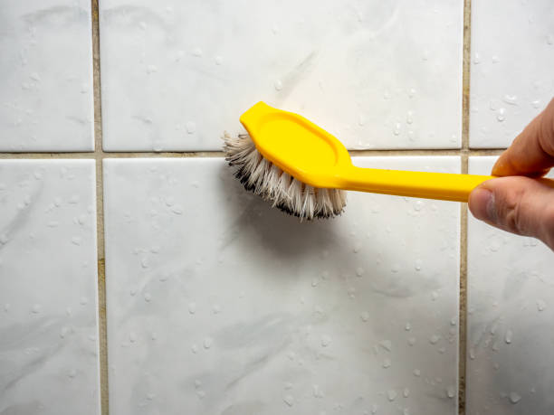 Best Best Mold Removal Companies  in Rockville, CT