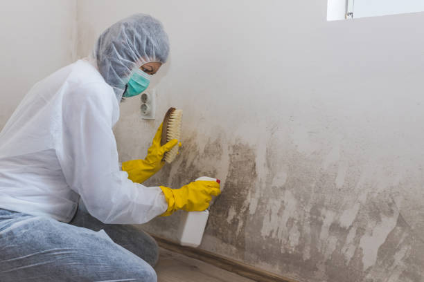 Best Mold Removal and Inspection  in Rockville, CT