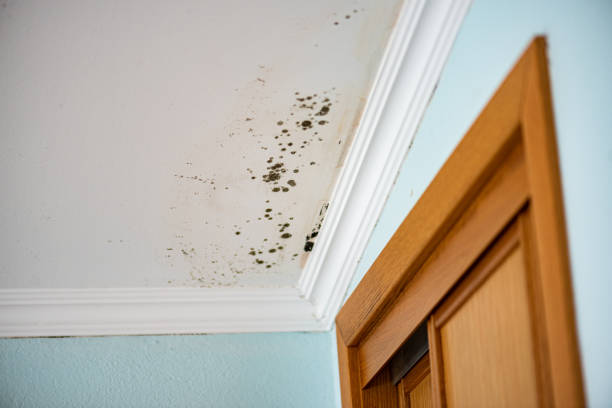 Best Same-Day Mold Removal  in Rockville, CT