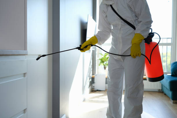 Trusted Rockville, CT Mold Removal Experts