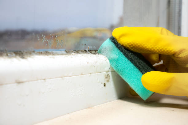 Mold Removal and Inspection in Rockville, CT