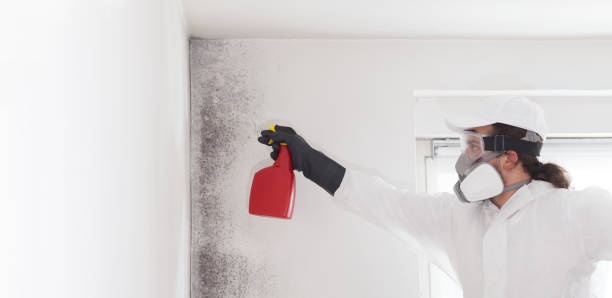 Best Mold Testing  in Rockville, CT