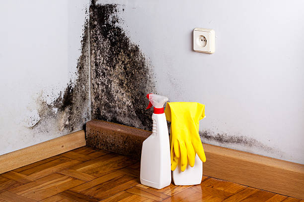 Best Mold Remediation  in Rockville, CT