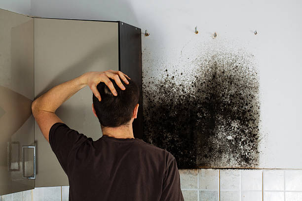 Best Mold Cleaning Services  in Rockville, CT