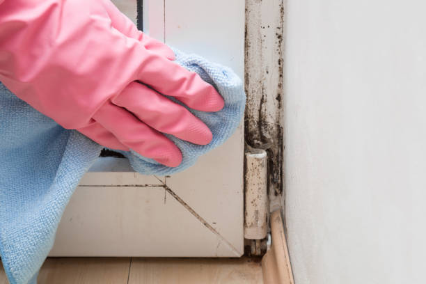 Best Mold Remediation Experts  in Rockville, CT
